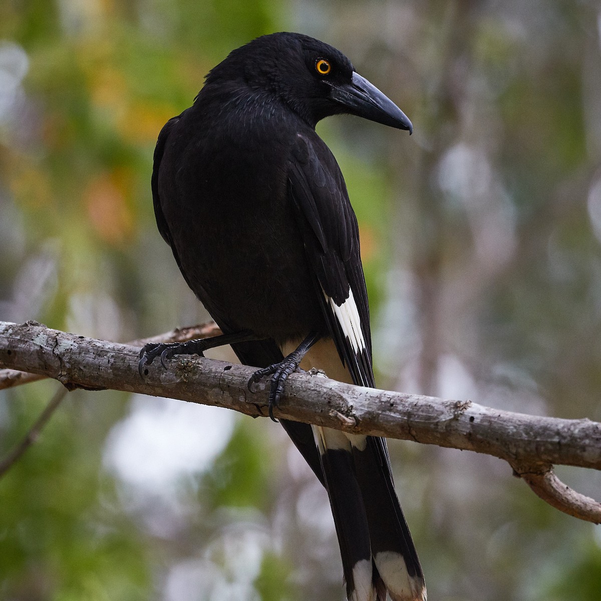 Pied Currawong - ML460385841