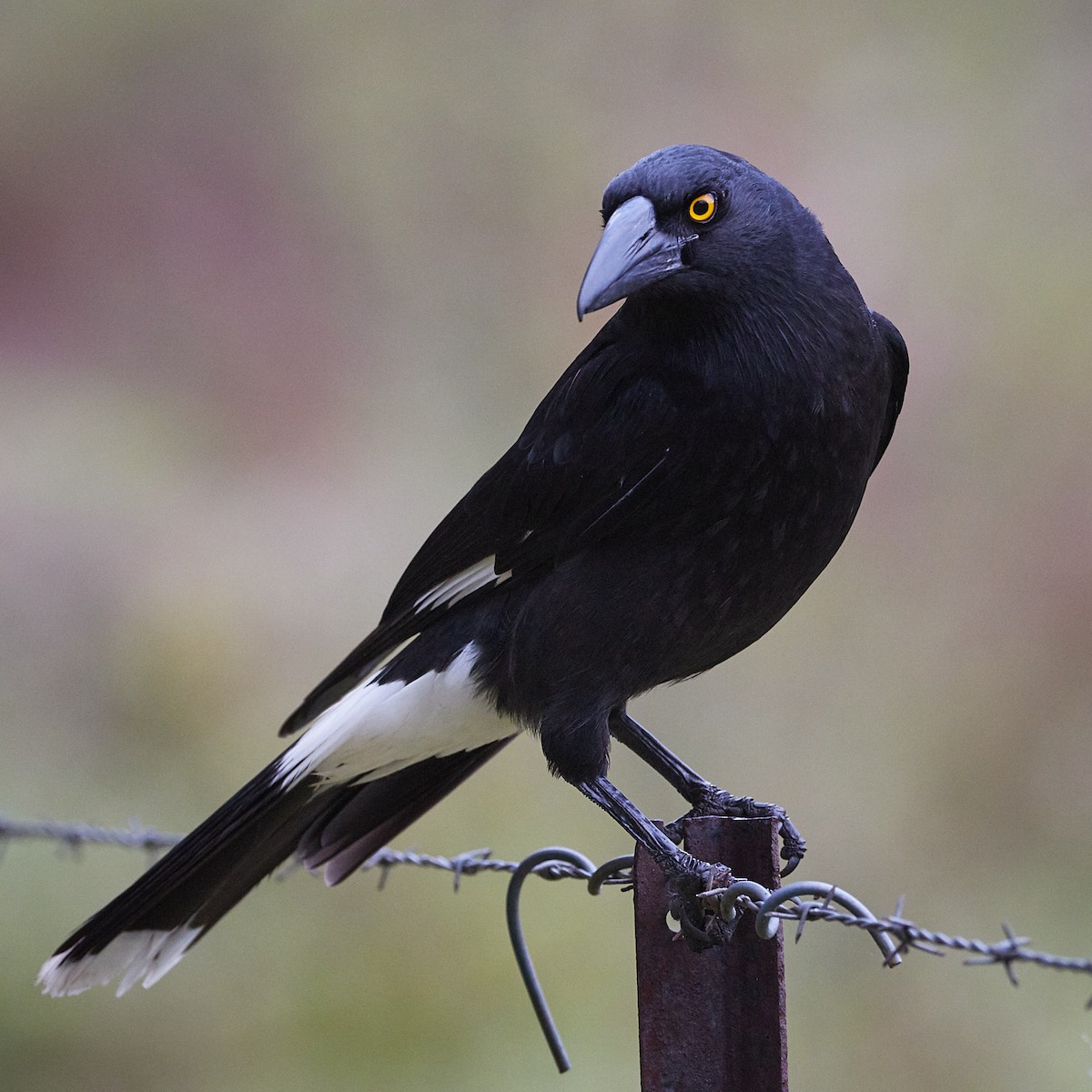 Pied Currawong - ML460386611