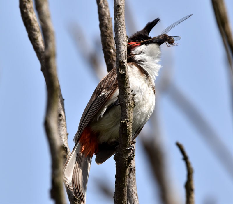 Red-whiskered Bulbul - ML460387091