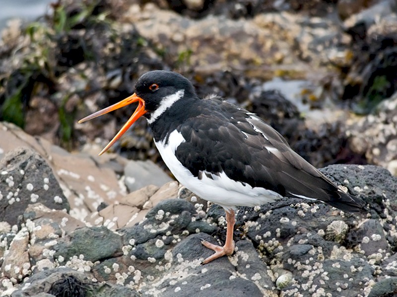 Nonbreeding adult/immature