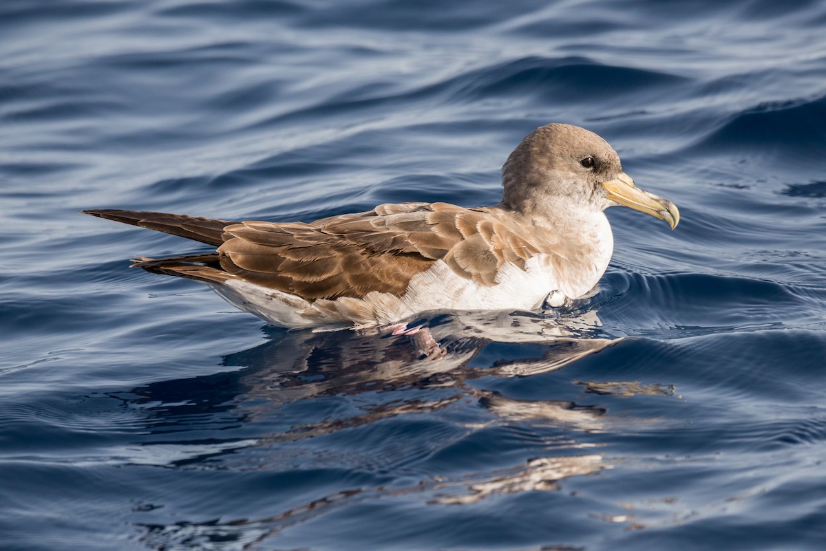 Cory's Shearwater (borealis) - Toni Pons