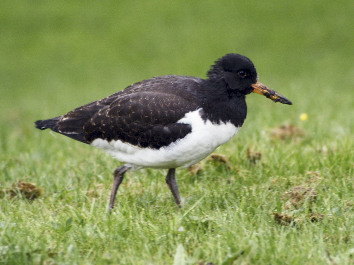 Juvenile