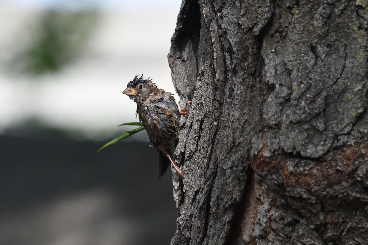 House Sparrow - ML460387581