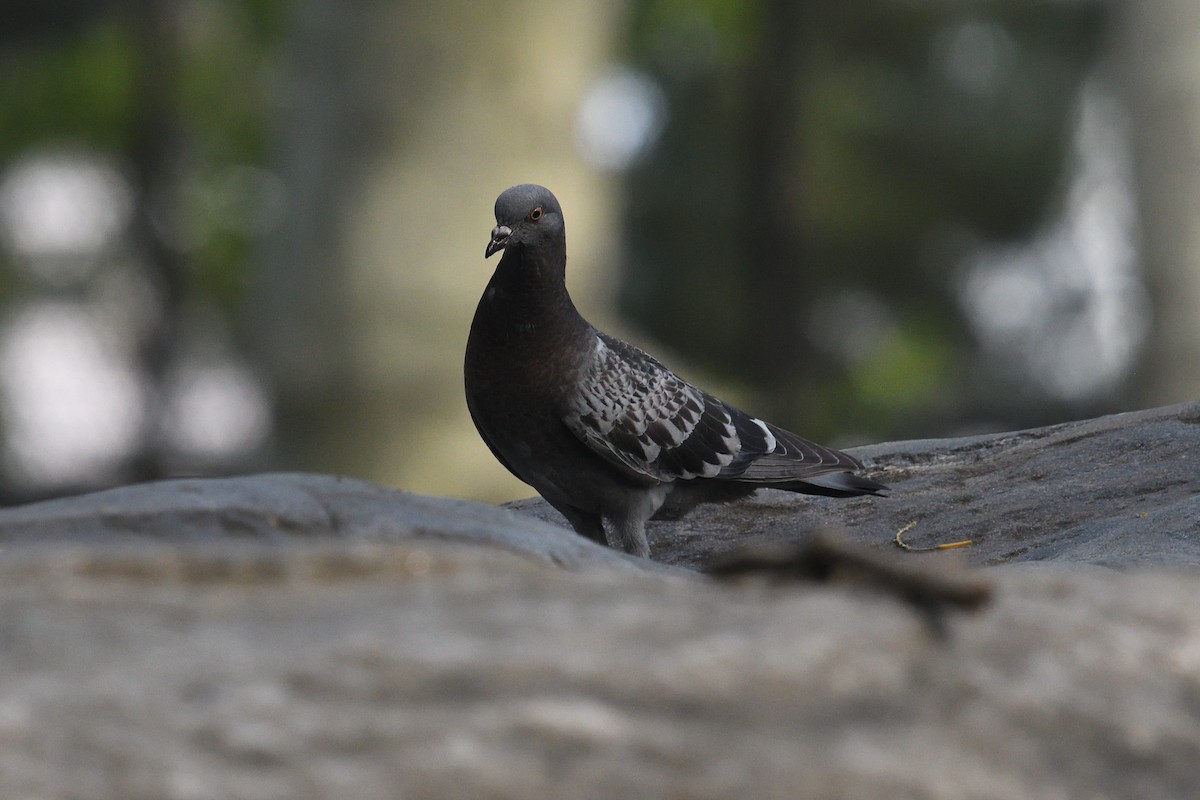 Rock Pigeon (Feral Pigeon) - ML460387621