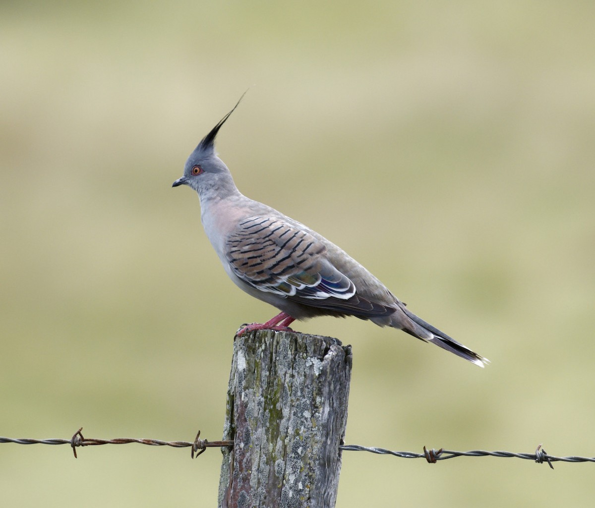 Crested Pigeon - Peter Bennet