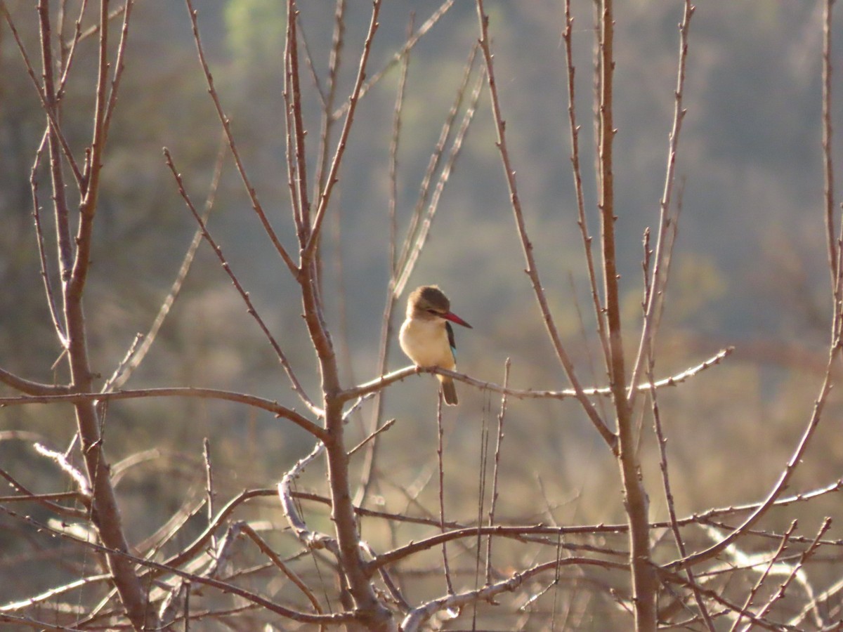 Brown-hooded Kingfisher - ML460388161