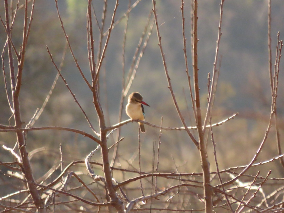 Brown-hooded Kingfisher - Lloyd Nelson