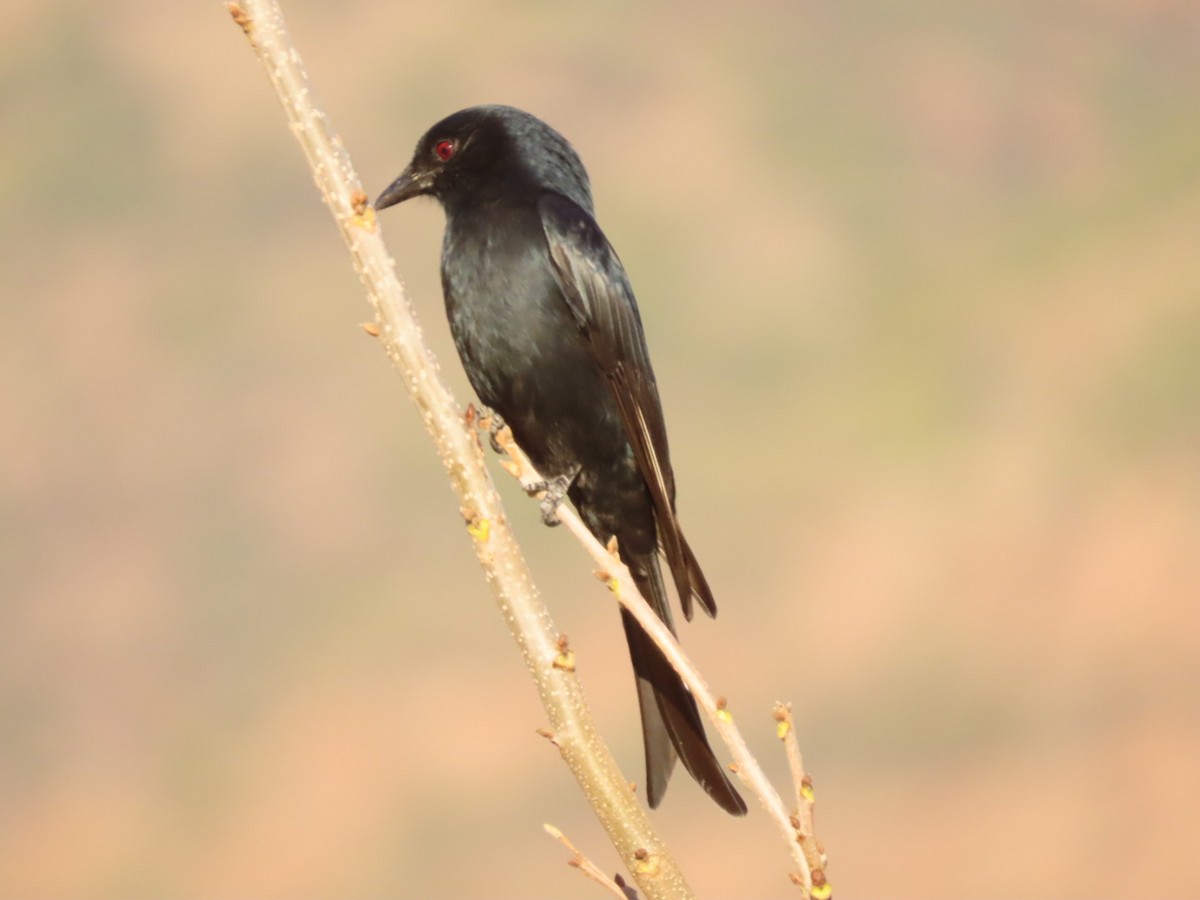 Fork-tailed Drongo - ML460388181