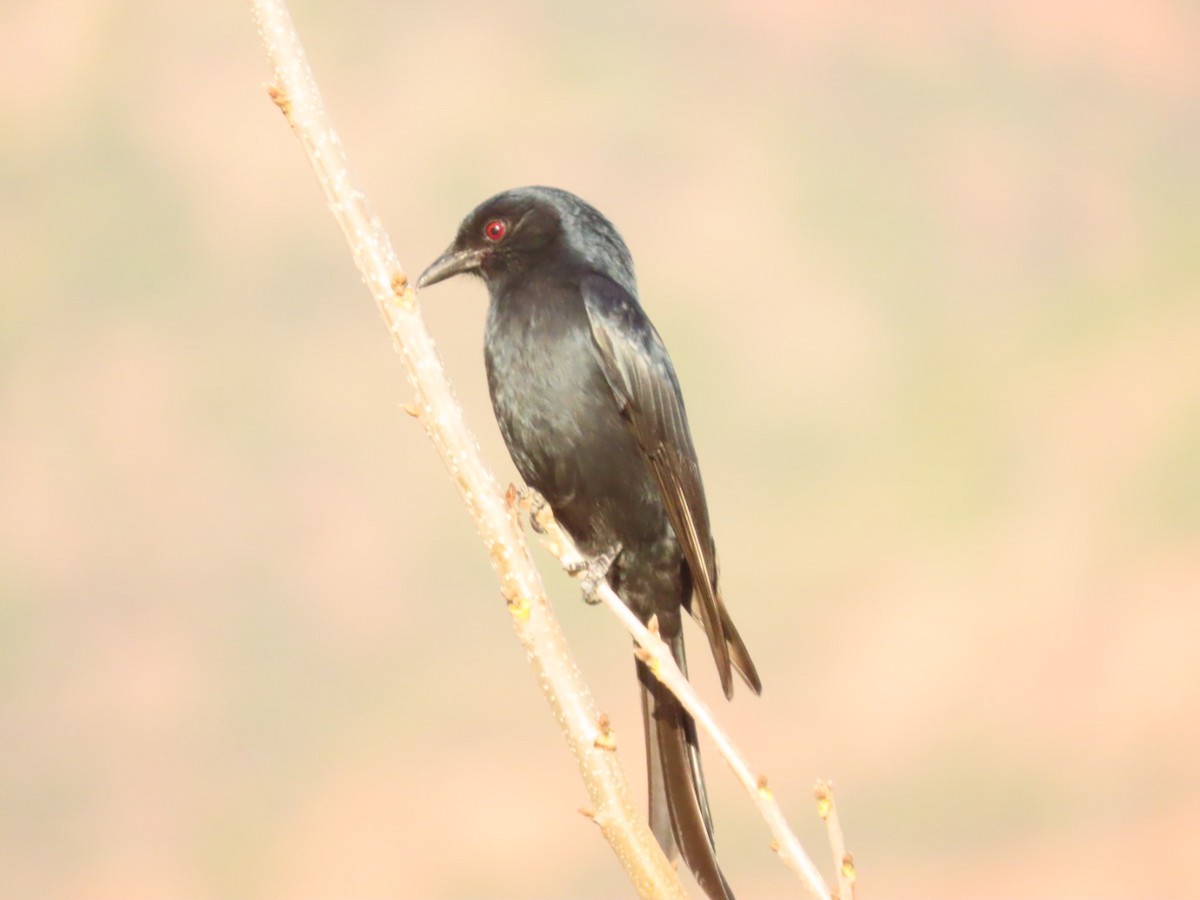 Fork-tailed Drongo - ML460388201