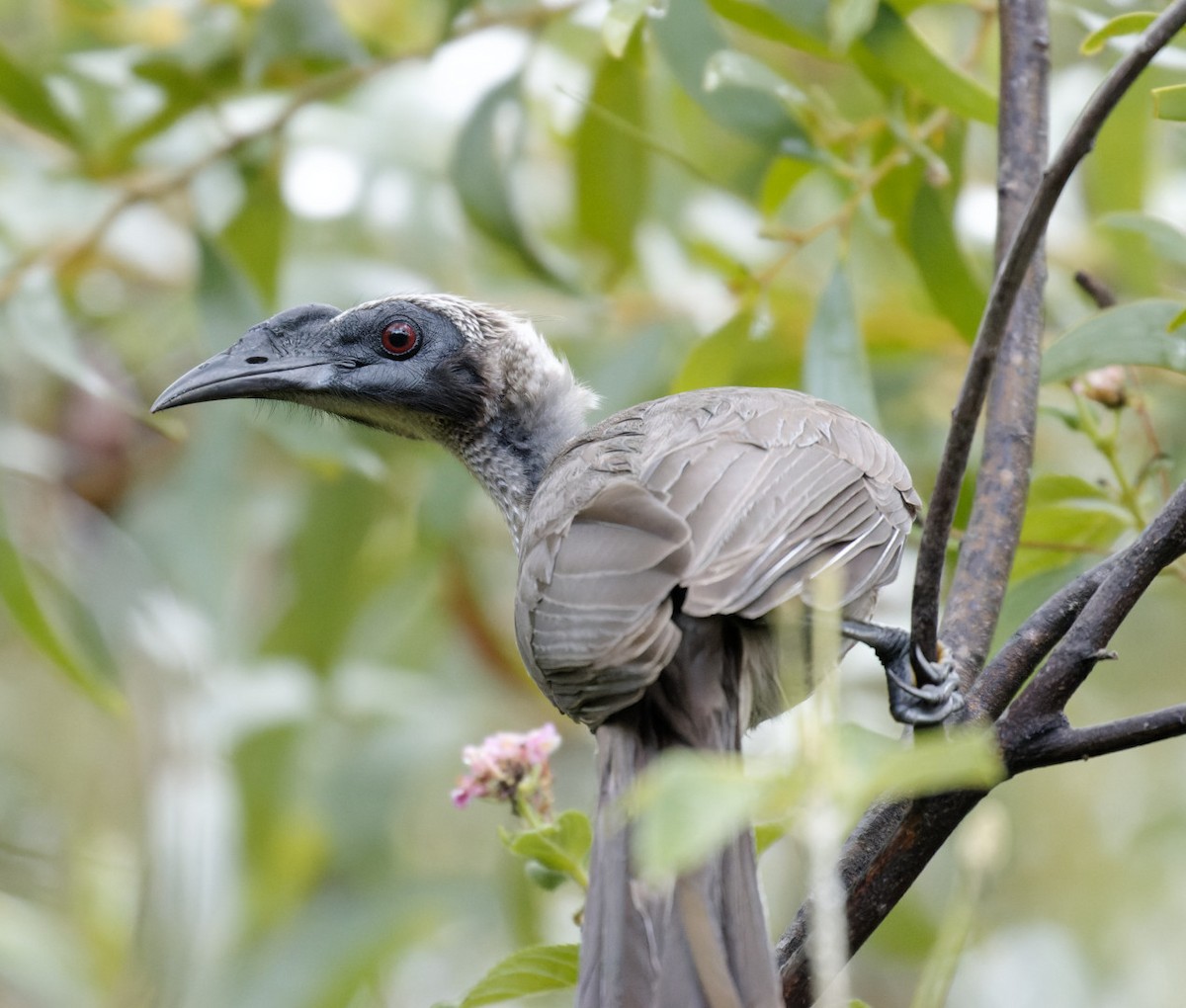 Helmeted Friarbird - Peter Bennet