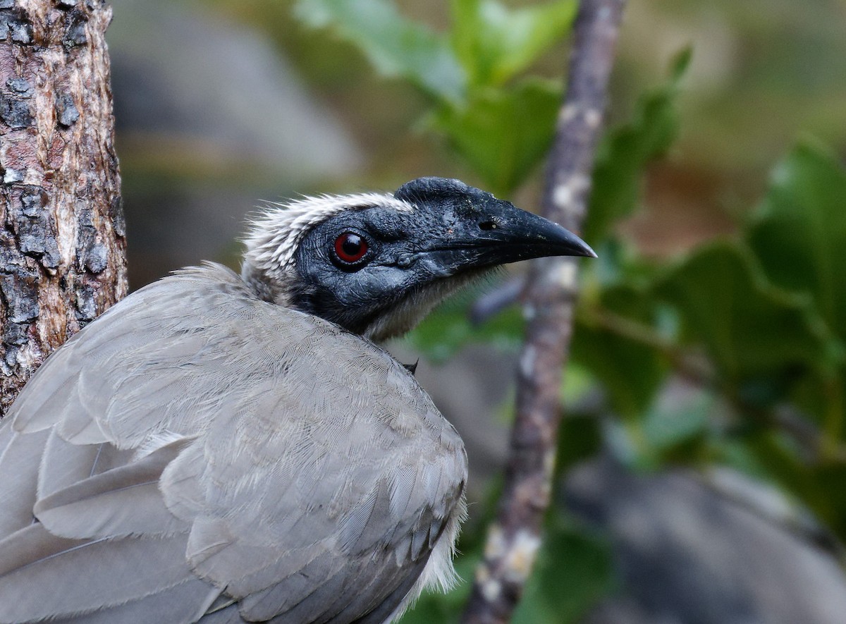 Helmeted Friarbird - ML460388631