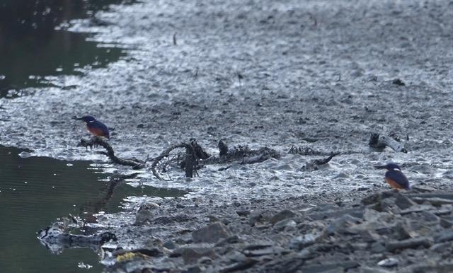 Azure Kingfisher - ML460390741