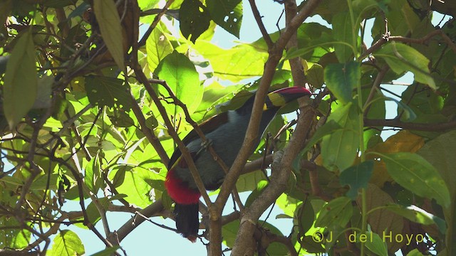 Gray-breasted Mountain-Toucan - ML460391261