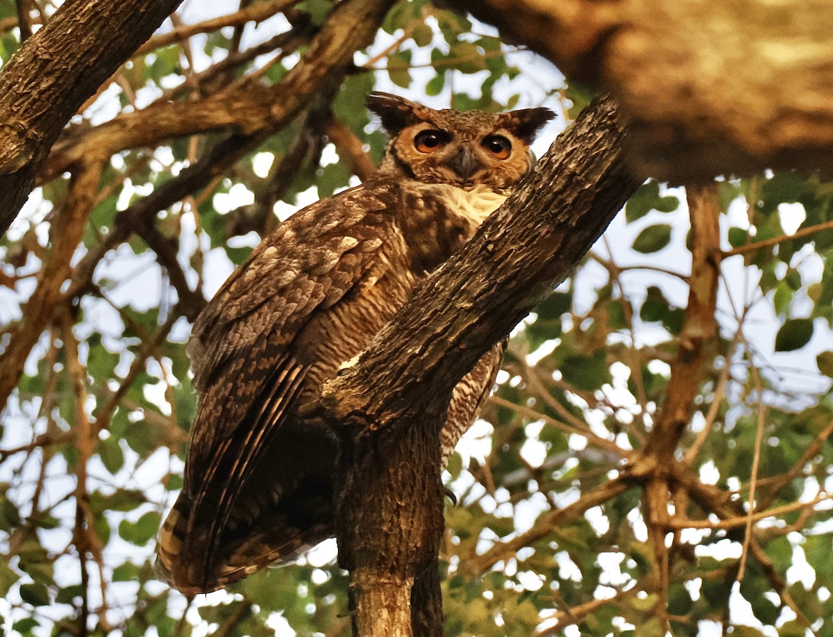 Great Horned Owl - ML460391301