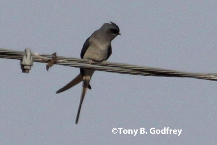 Crested Treeswift - Tony Godfrey