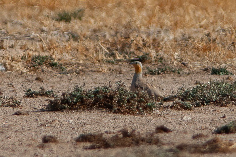 Spotted Sandgrouse - ML460391421