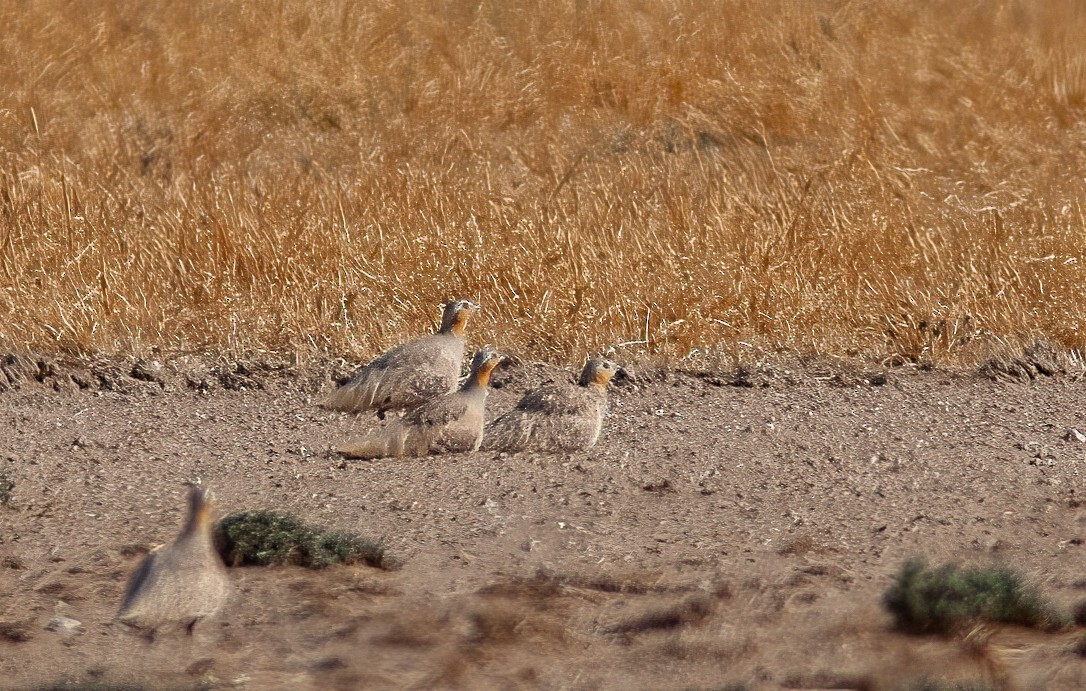 Spotted Sandgrouse - ML460391441