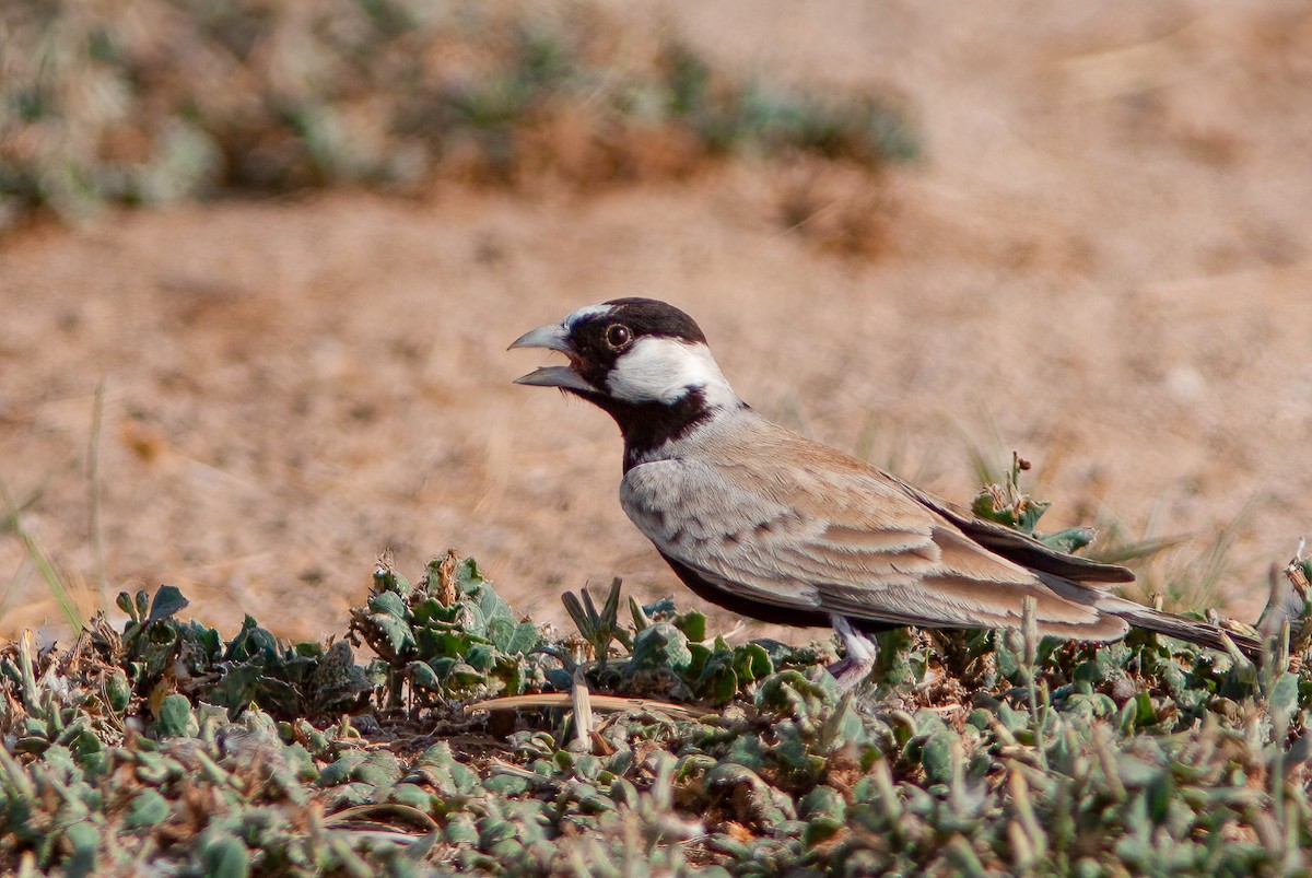Black-crowned Sparrow-Lark - ML460391461