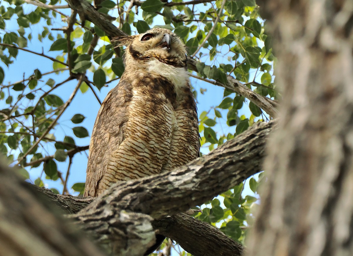 Great Horned Owl - ML460392181