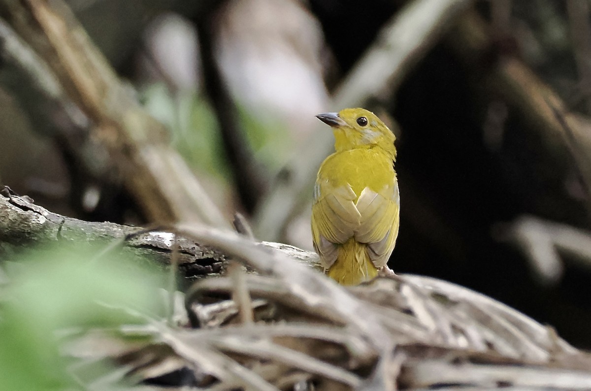 Hepatic Tanager - Paul Sullivan