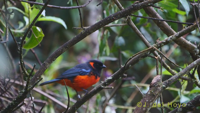 Scarlet-bellied Mountain Tanager (Fire-bellied) - ML460393441