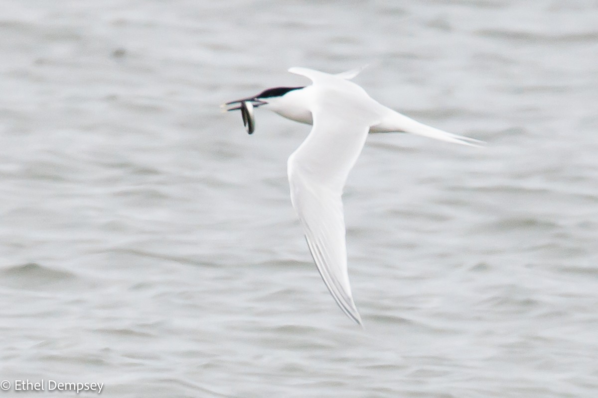 Sandwich Tern - ML460393841