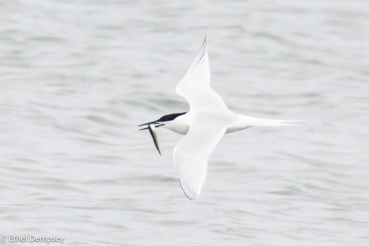 Sandwich Tern - ML460393941