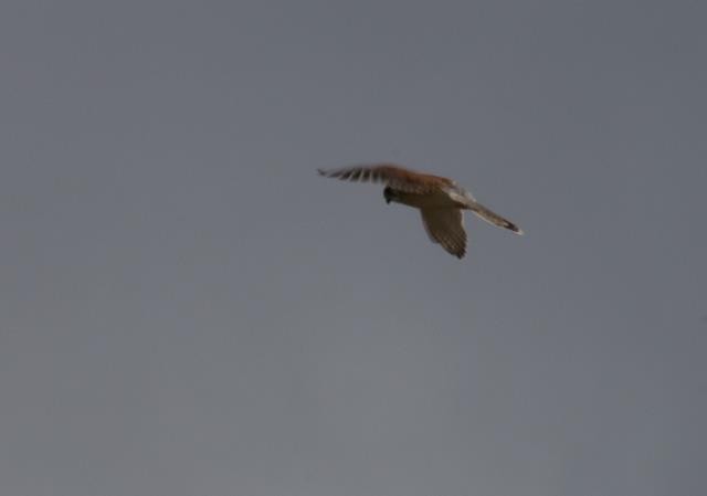 Nankeen Kestrel - ML460394861