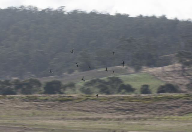 Blue-winged Parrot - ML460395241