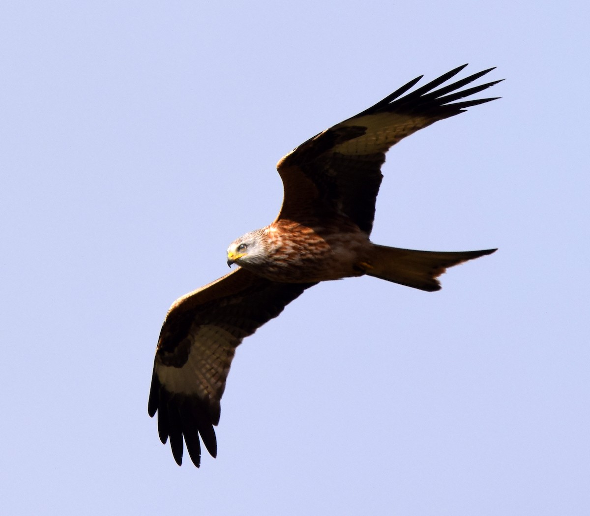 Red Kite (Red) - A Emmerson