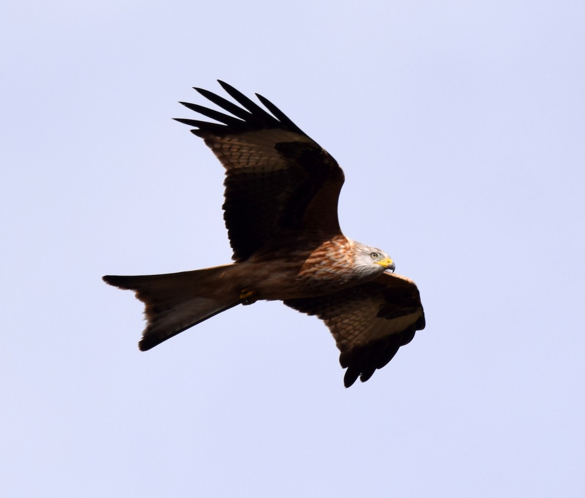 Red Kite (Red) - A Emmerson