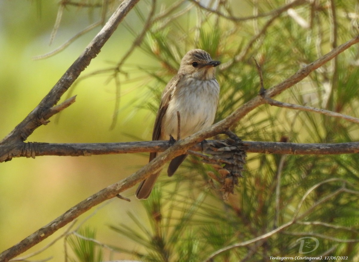 Benekli Sinekkapan - ML460399351