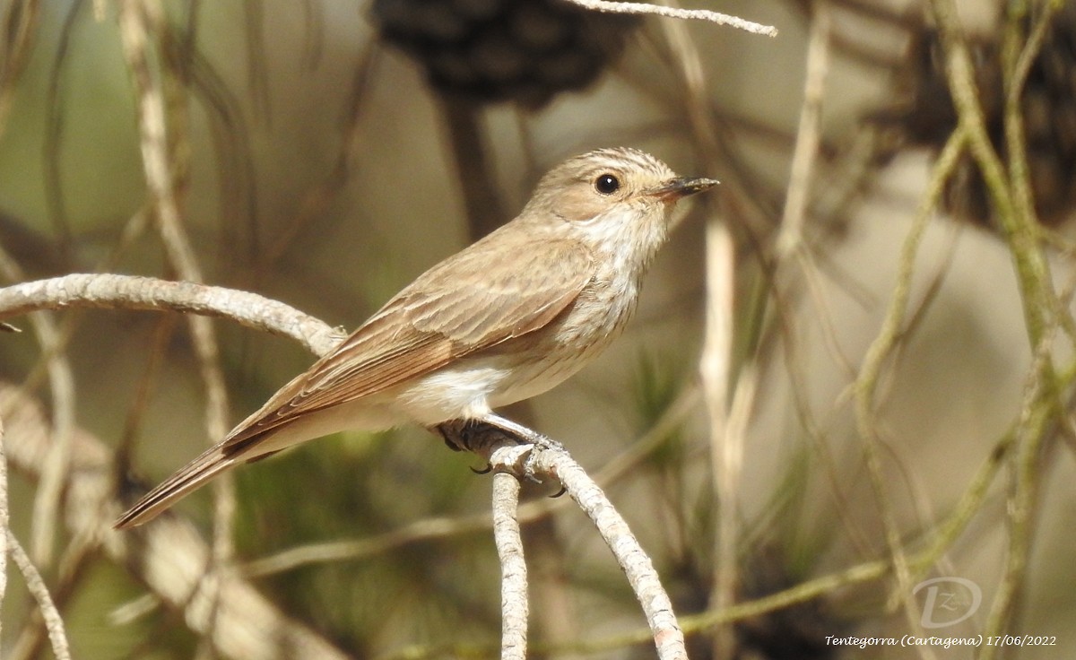 Spotted Flycatcher - ML460399401