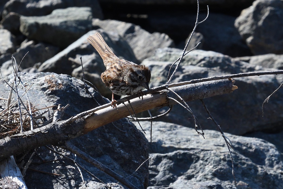 Song Sparrow - ML460400201