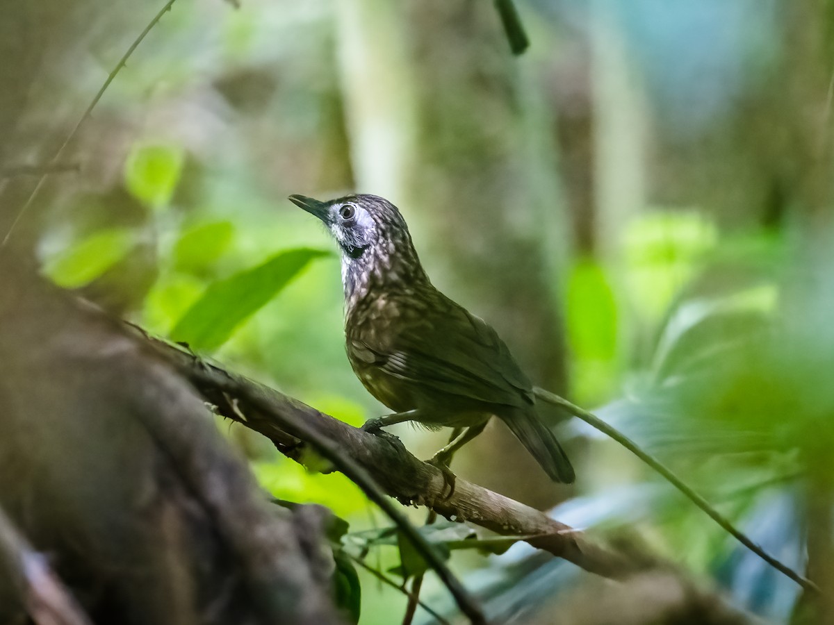 Large Wren-Babbler - ML460400941