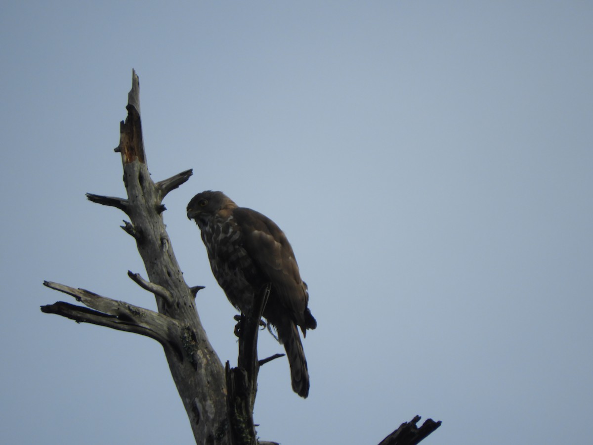 Crested Goshawk - ML460401081