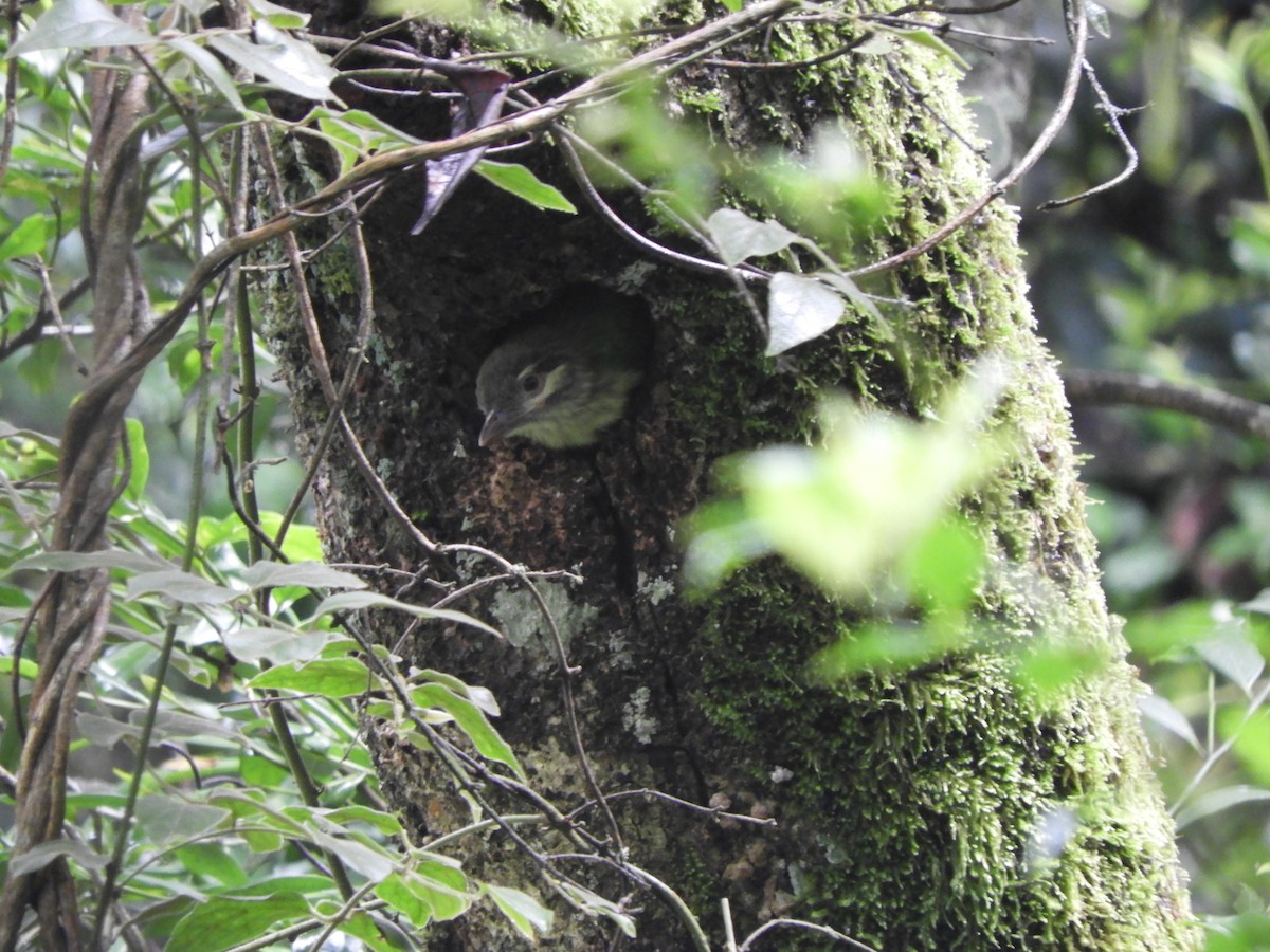 White-cheeked Barbet - ML460401141