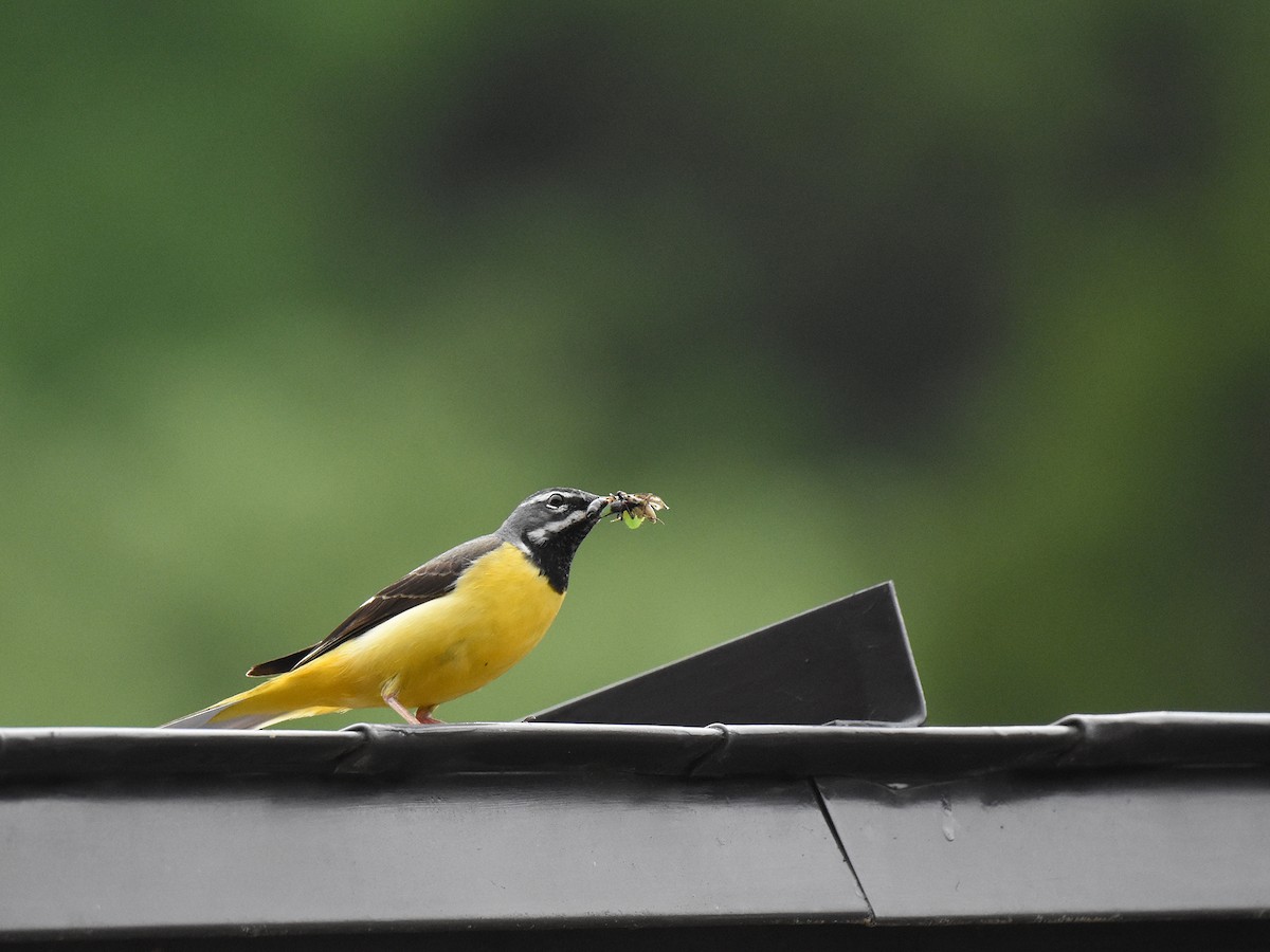 Gray Wagtail - Yojiro Nagai