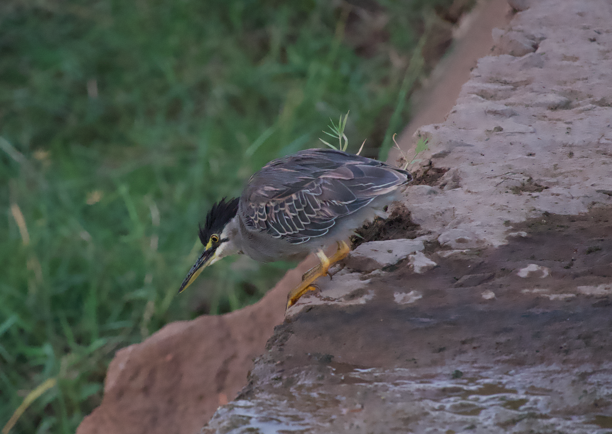 Striated Heron - ML460402281