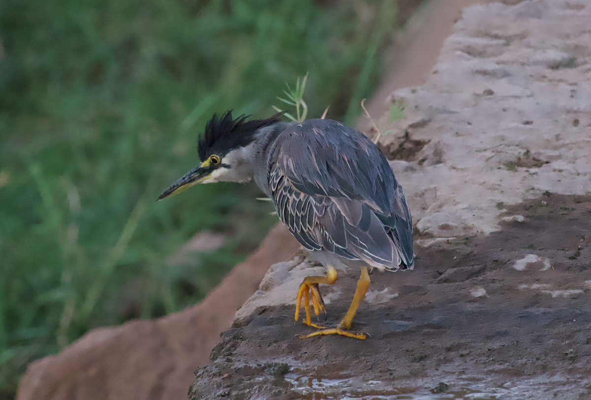 Striated Heron - ML460402301