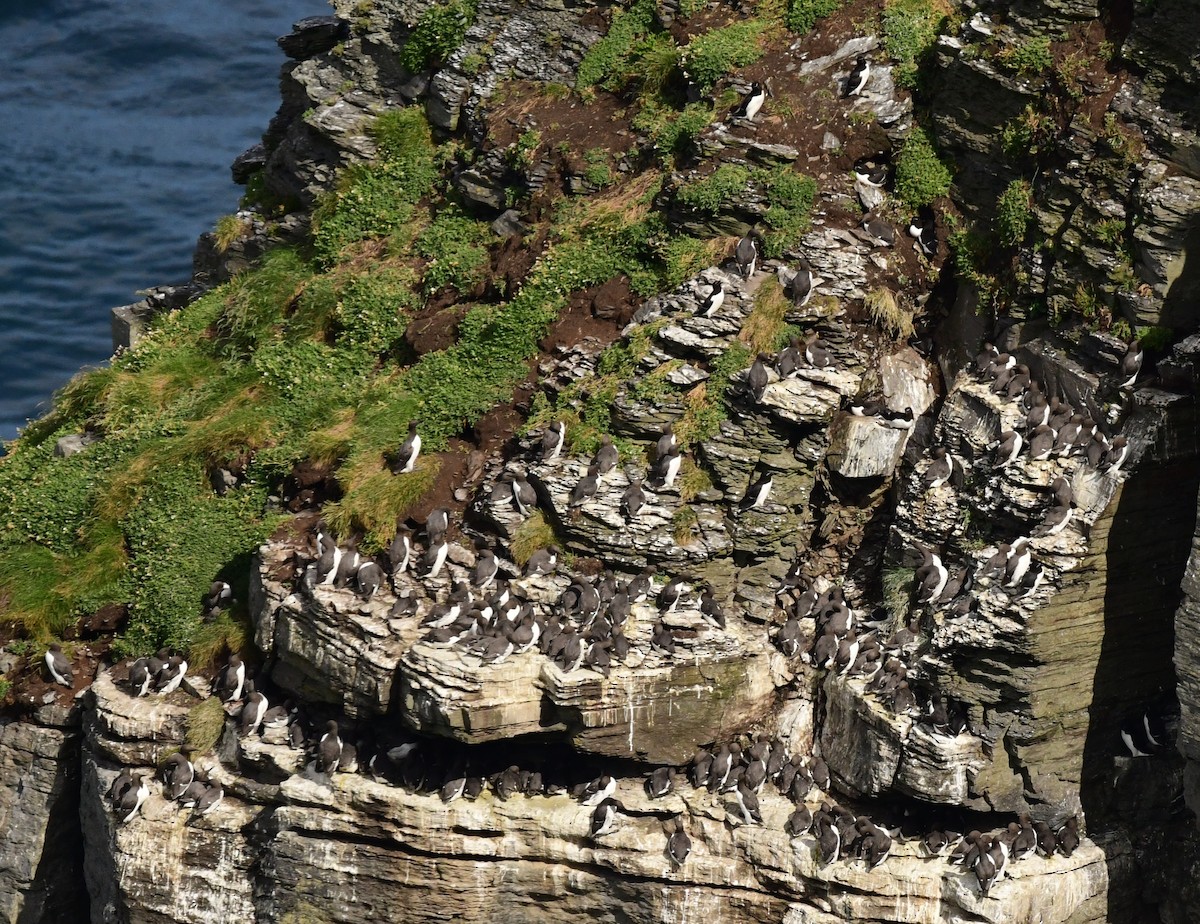 Common Murre - mike shaw