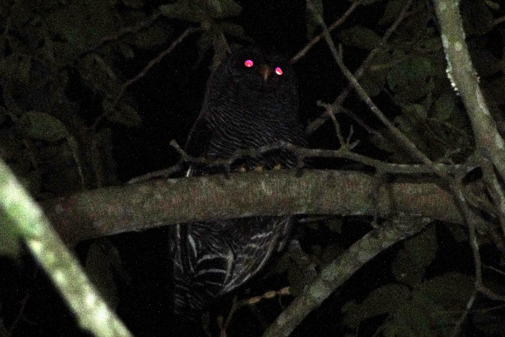 Black-banded Owl - Carlos Otávio Gussoni