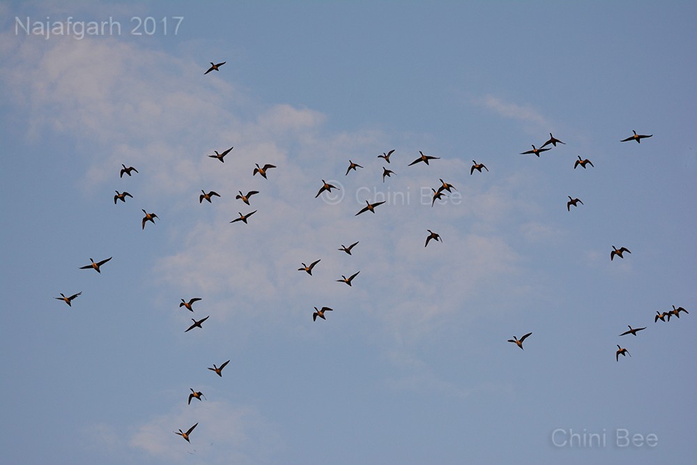 Northern Shoveler - ML46040791