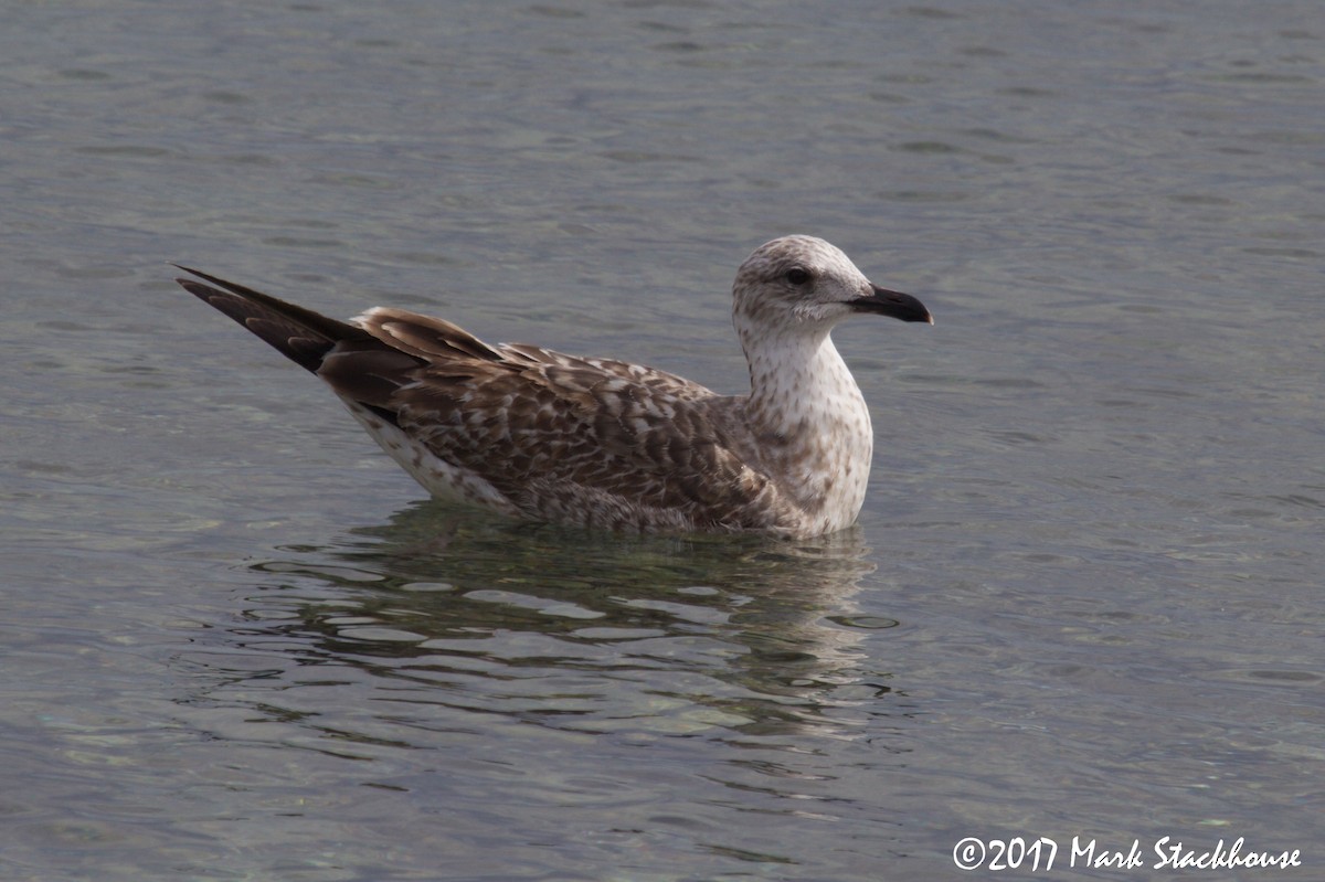 Lesser Black-backed Gull - ML46040881