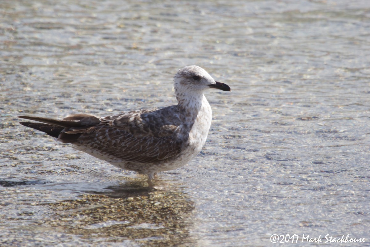 Lesser Black-backed Gull - ML46040981