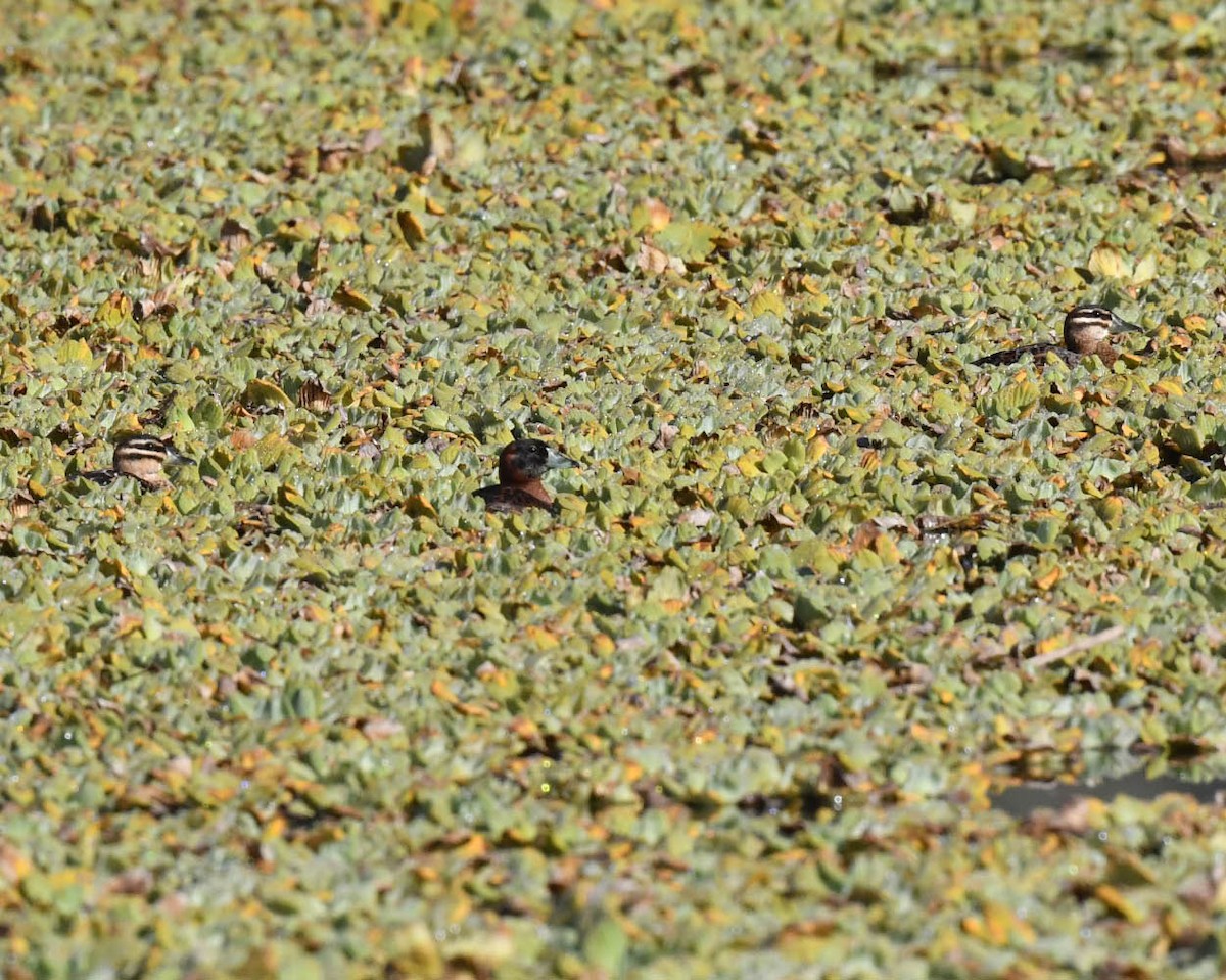 Masked Duck - ML460409831