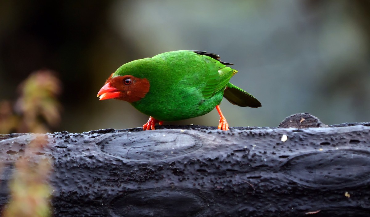 Grass-green Tanager - Josep del Hoyo