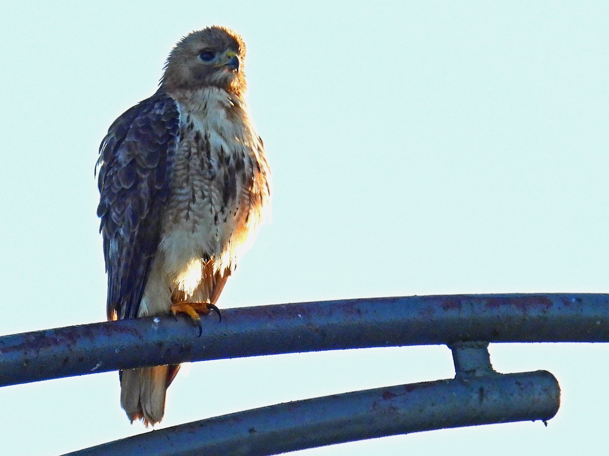 Red-tailed Hawk - ML460411251