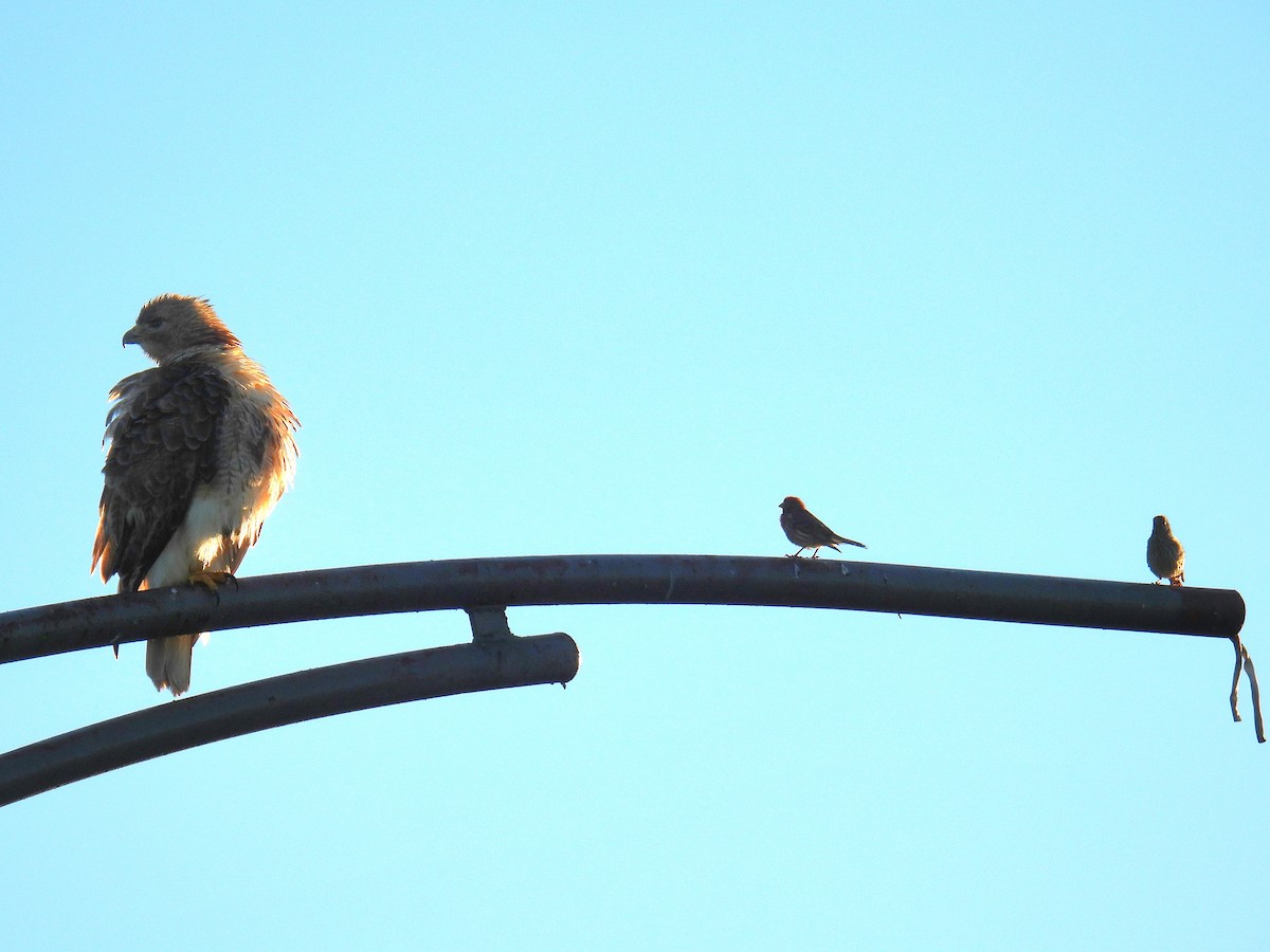 Red-tailed Hawk - ML460411291