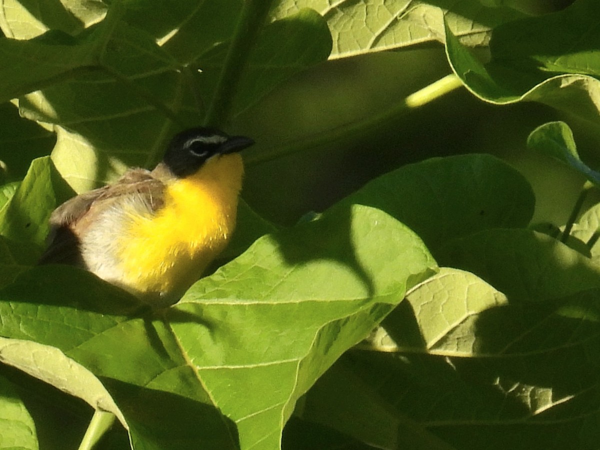 Yellow-breasted Chat - ML460411351